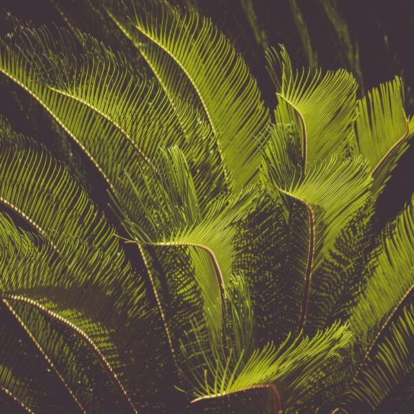 Cycas_Revoluta_:_un_accent_tropical_pour_votre_jardin